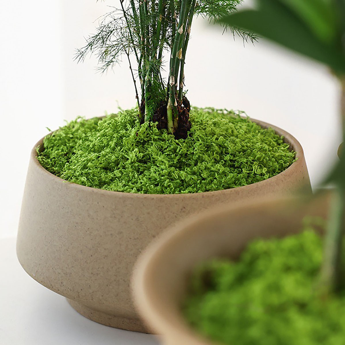 약 20g 인공 녹색 식물 폴리에스테르 이끼 잔디 홈  - Home Decor Handicraft 리뷰 및 가격